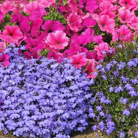 Sunset Waves 136 Benidorm